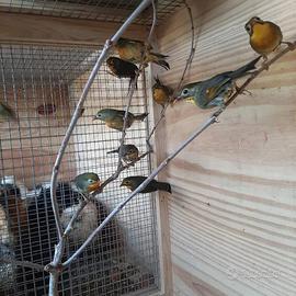 Usignoli del Giappone