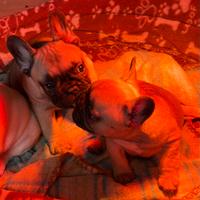 Cucciole di Bouldogue francese con pedigree enci