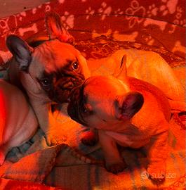 Cucciole di Bouldogue francese con pedigree enci