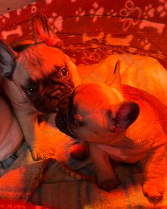 Cucciole di Bouldogue francese con pedigree enci
