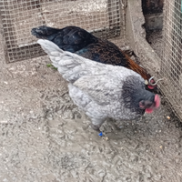 Coppia di gallinelle nane