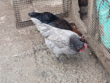 Coppia di gallinelle nane