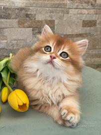 British longhair