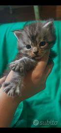 Maine Coon con Pedigree