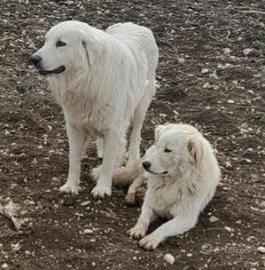Cuccioli di pastore Abruzzese