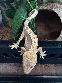 Geco ciliatus