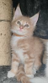 Maine Coon Crema Maschio 