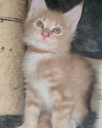 Maine Coon Crema Maschio 
