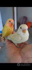 Inseparabile allevato a mano