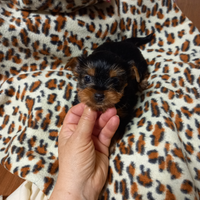 Cuccioli yorkshire terrier puri