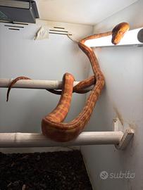 Coppia adulta Corallus Hortolanus Amazon Tree Boas