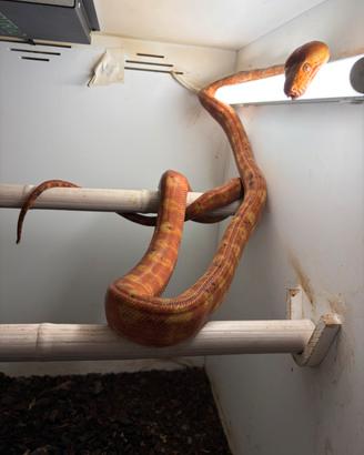 Coppia adulta Corallus Hortolanus Amazon Tree Boas