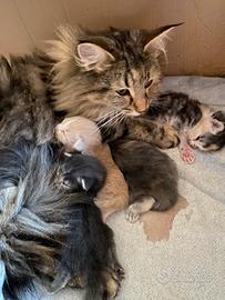 Cuccioli di gatto Norvegese delle foreste