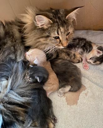 Cuccioli di gatto Norvegese delle foreste