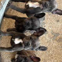 Cuccioli di Bouledogue Blue (Bulldog)