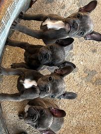 Cuccioli di Bouledogue Blue (Bulldog)