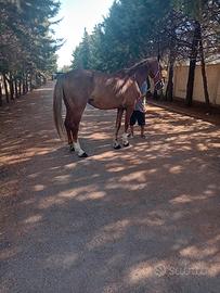 cavallo Ghender Americano