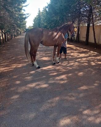cavallo Ghender Americano