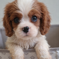 Cucciola di cavalier king blenheim