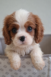 Cucciola di cavalier king blenheim