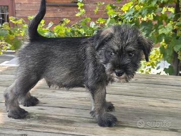 Cuccioli schnauzer medio sale e pepe