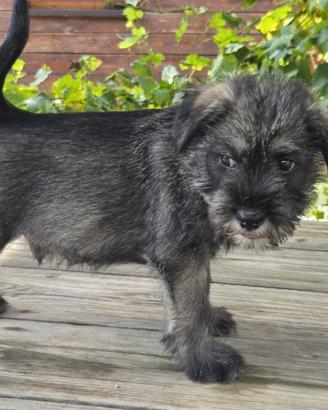 Cuccioli schnauzer medio sale e pepe