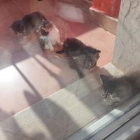 Piccoli