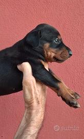 Dobermann