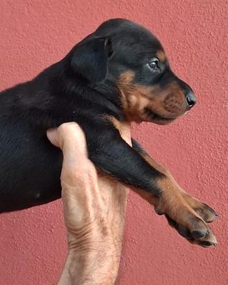 Dobermann
