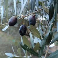 Piante di olivo.