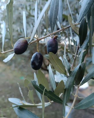 Piante di olivo.