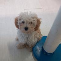 Maltipoo orecchie fulve " toy "