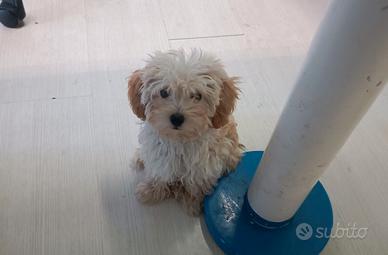Maltipoo orecchie fulve " toy "
