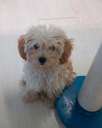 Maltipoo orecchie fulve " toy "