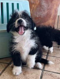 cuccioli maschi mini due mesi