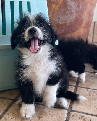 cuccioli maschi mini due mesi