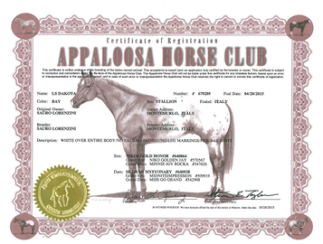 Castrone appaloosa