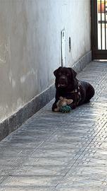 Labrador Chocolate per Monta