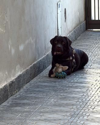 Labrador Chocolate per Monta