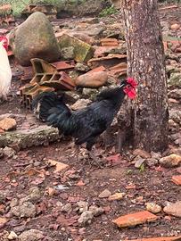 Galli bantan e cocincina