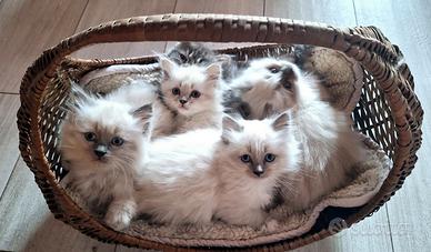 Gattini Ragdoll