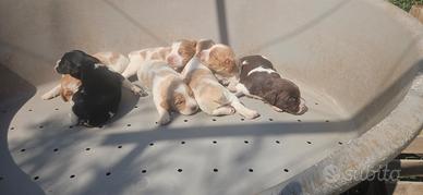 Breton