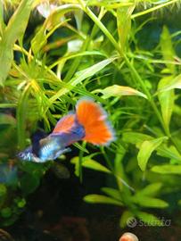Guppy Elephant ear Red