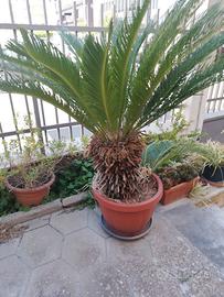 cycas