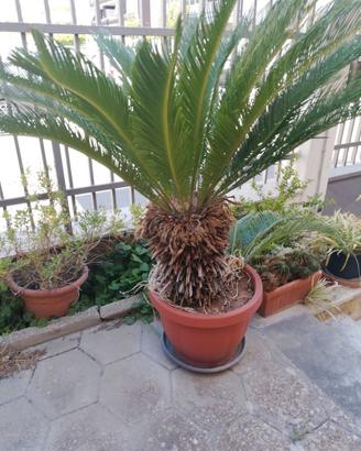 cycas