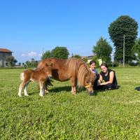Pony Maschio Nato a Maggio 2025