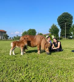 Pony Maschio Nato a Maggio 2025