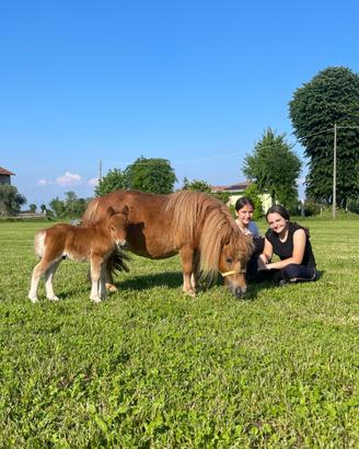 Pony Maschio Nato a Maggio 2025