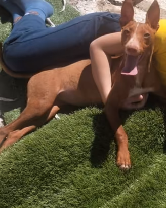 Cirneco dell'Etna - Femmina 7 mesi
