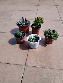 Piantine grasse vario tipo 